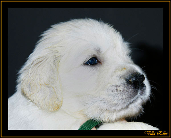 comprar golden retriever villa ellie